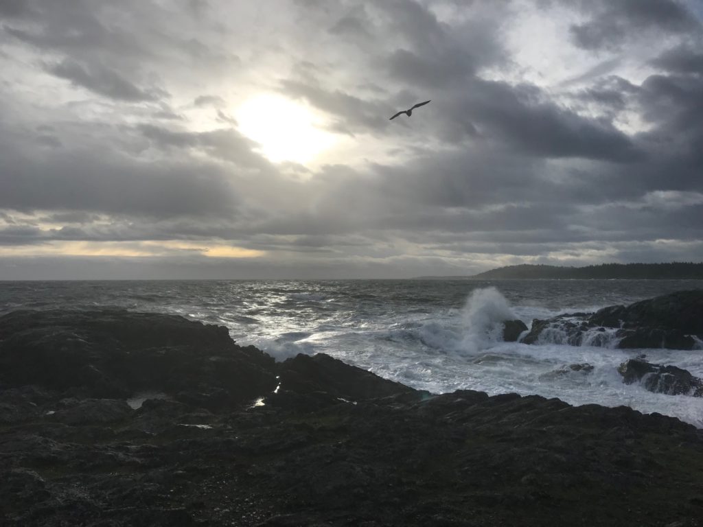 Seagull flying towards light over ocean